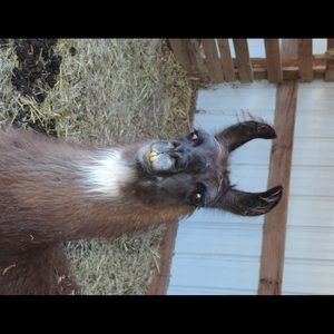 Meet your Posher, Shannon